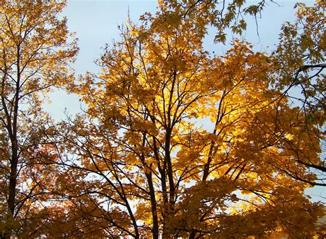 Yellow Maple Tree Branches Free Stock Photo Public Domain Pictures