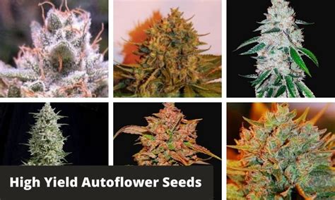 Top 10 High Yield Autoflower Seeds Greenbudguru