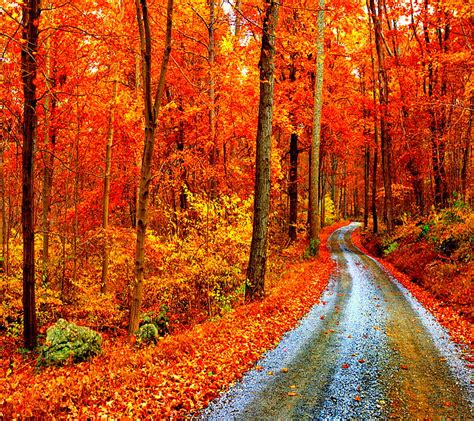 Autumn Forest Look Nice Hd Wallpaper Peakpx