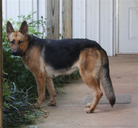 Strong And Confident 1 Year Old German Shepherd Dog Breed Information