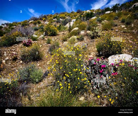 Collection 101 Pictures Flowers In The Negev Desert Stunning