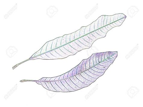 Two Leaves On A White Background Are Drawn With Colored Crayon Pencils