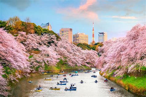 10 Best Cherry Blossom Spots In Japan Where To View Japans Cherry