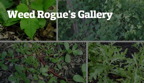 Weed Rogue S Gallery The Worst Weeds Invading Our Yards This Summer Pennlive Com