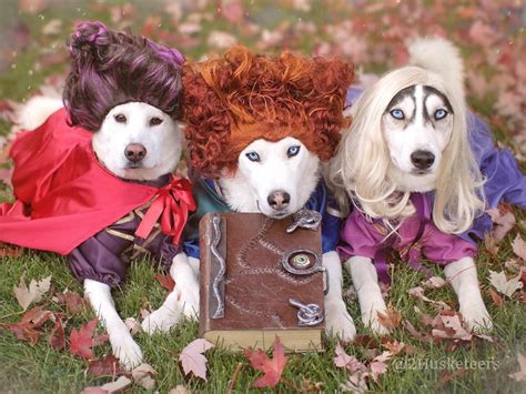 Two Adorable Huskies And A Cute Labrador Dog Dressed Up As The
