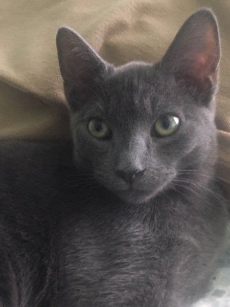 They warm our hearts and laps. Cat for adoption - Bertoli, a russian blue, domestic short ...
