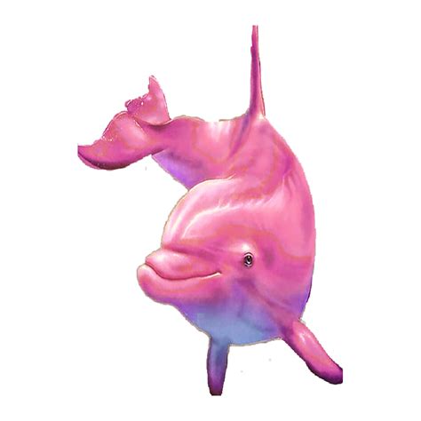 Pink Dolphin Png Images Transparent Hd Photo Clipart Photo Clipart