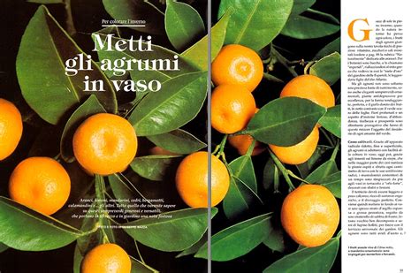 Citrus Fruits Varieties And Cultivation In Pots Monaco Nature