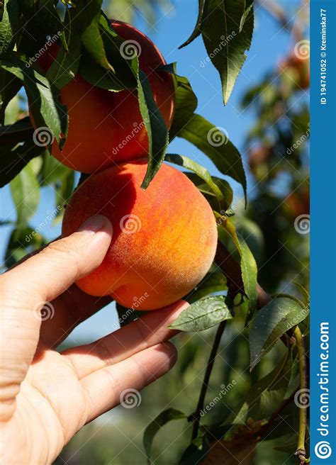Harvesting Peaches Female Hand Touching Fresh Ripe Peach On Branch Of