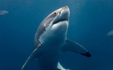11 Tips To Keep You Safe From Sharks According To A Shark Safety Diver