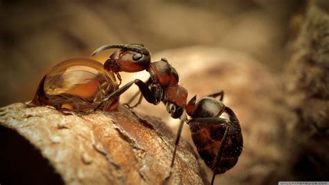 Ants Wallpapers Wallpaper Cave