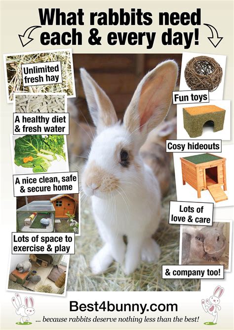 What Rabbits Need Each And Every Day Pet Bunny