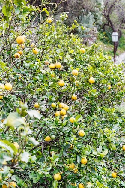 Premium Photo Lemons On Tree In Urban Park Of Savoca Sicily