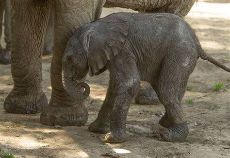 Canterbury New Baby Elephant Arrives At Howletts Wild Animal Park