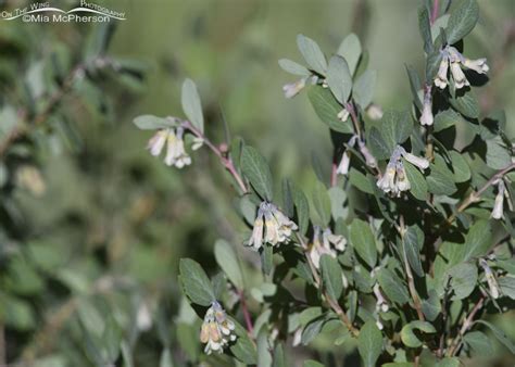 Roundleaf Snowberry Blossoms Mia Mcphersons On The Wing Photography