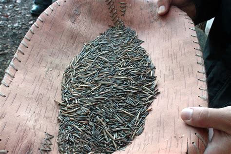 why the white earth band of ojibwe legally recognized wild rice s rights civil eats