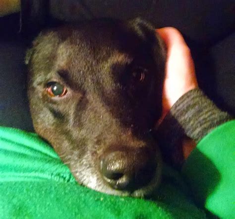 Kaia in Northbrook, IL | A Gentle Goodbye Veterinary Hospice