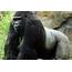 Male Dallas Zoo Gorilla To Get Therapy For Sexist Attitude  NBC News
