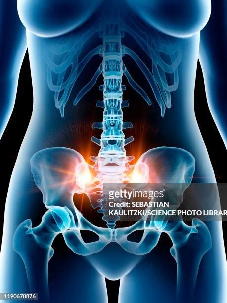 Female Pelvic Anatomy Photos And Premium High Res Pictures Getty Images