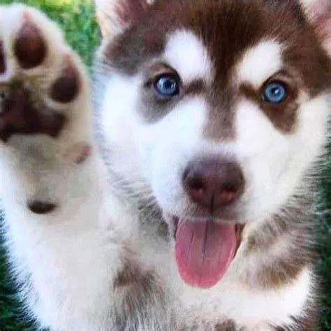 See More Beautiful Siberian Husky Dog Photos Where