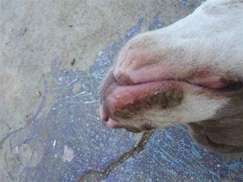 Dog Yeast Infection Lips Loankas