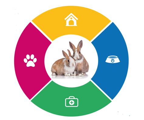 Rabbit Care Guide Raystede Centre For Animal Welfare