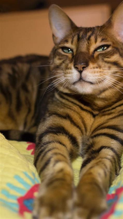 The bengal cat is highly active. Bengal Cat Adoption Arizona