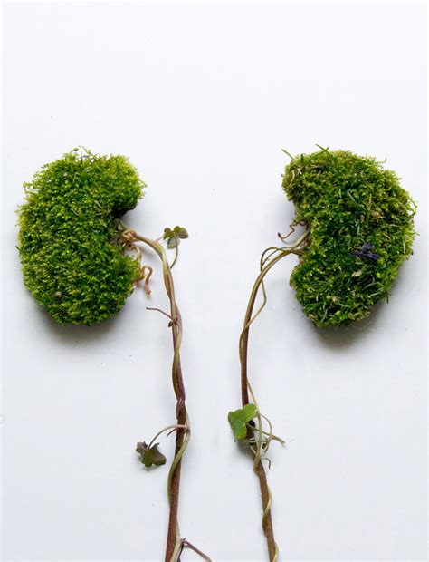 The human brain is the body's control center, receiving and sending signals to. Eye Heart Spleen: Human Organs Made from Flowers and ...
