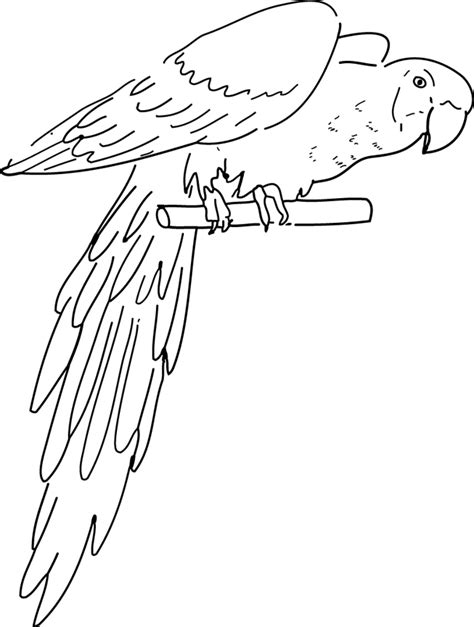 Coloriages Perroquet Animaux Dessins à Colorier Coloriages à