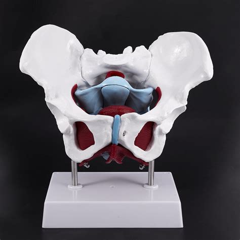 Anatomy Model Of Female Pelvis Pelvic Floor Muscles And Reproductive Images And Photos Finder