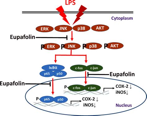 Graphical scheme of the antiinflammatory mechanism of eupafolin in