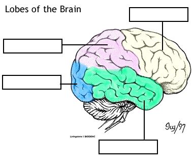Your brain may look like an ugly wrinkled gray sponge but it is actually the lord and master of your body. brain lobes worksheet | Brain lobes, Anatomy and ...