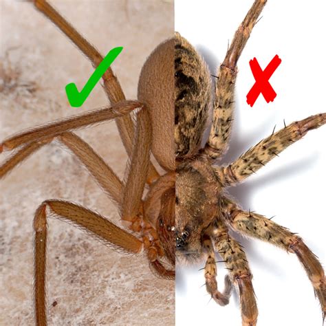 Brown Recluse Spiders Vs Wolf Spider