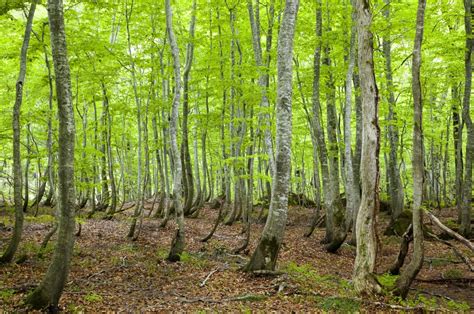 The Oldest Beech Trees In Asia All About Japan