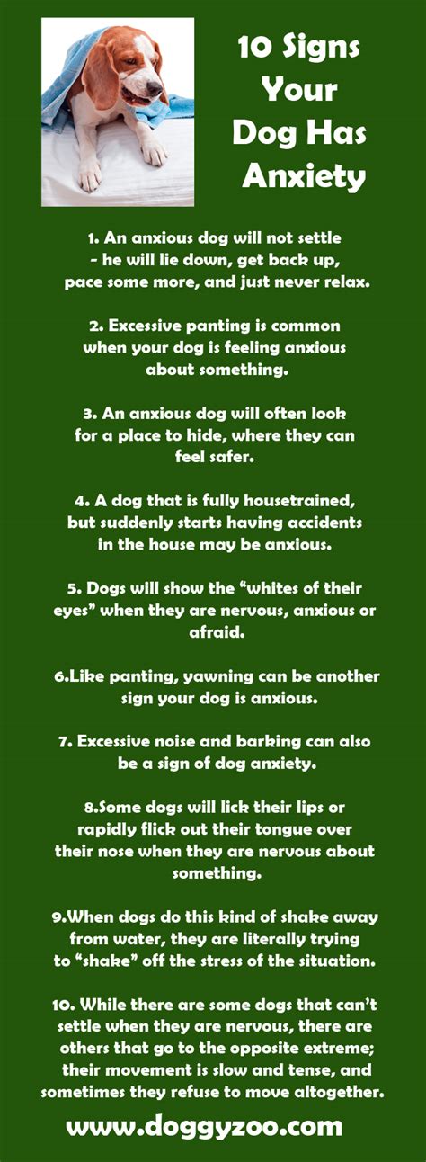10 Signs Your Dog Has Anxiety