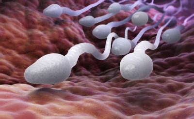 Auch für andere stoffe übt sie eine zugangskontrolle für die innenzone der tubuli seminiferi aus. Spermatogenese - Funktion, Aufgabe, Krankheiten, Störung