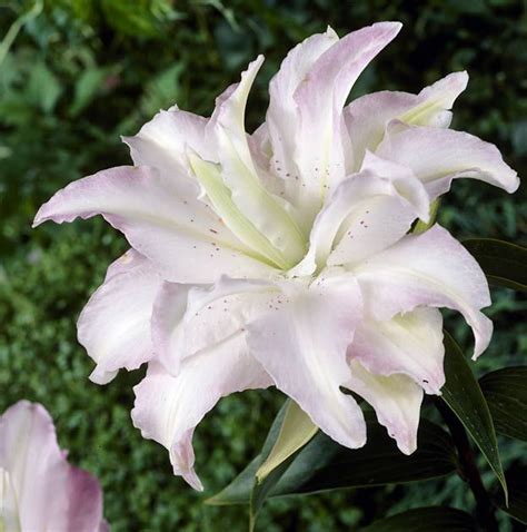 Miss Lucy Double Oriental Lily Bõtanus Care Inspire Grow