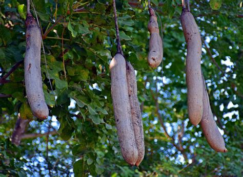 Facts We Bet You Didnt Know About The Sausage Tree