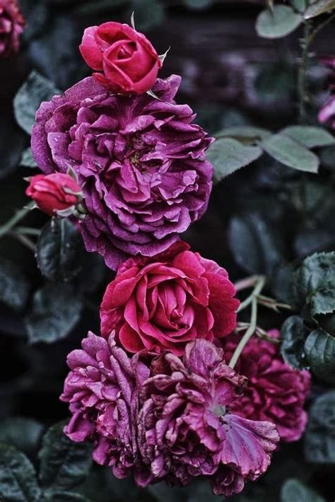 Burgundy Wine Roses Garden Treasures Pinterest