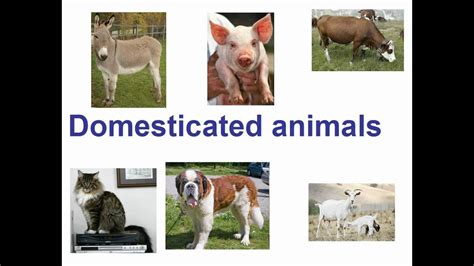 Domesticated Animals For Kids Youtube