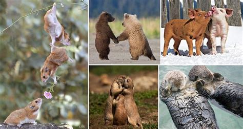 12 Adorable Pictures Of Animals That Are In Love