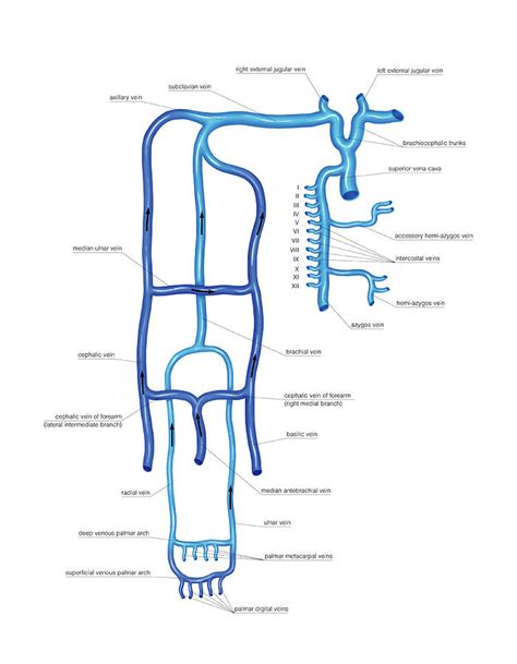 Venous System Of The Upper Limb By Asklepios Medical Atlas Porn Sex