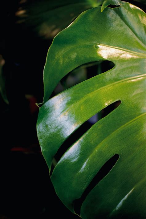 Tropical Plant Pictures Download Free Images On Unsplash