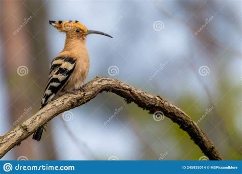 An Eurasian Hoopoe Sitting On A Branch In A Tree At A Sunny Day In