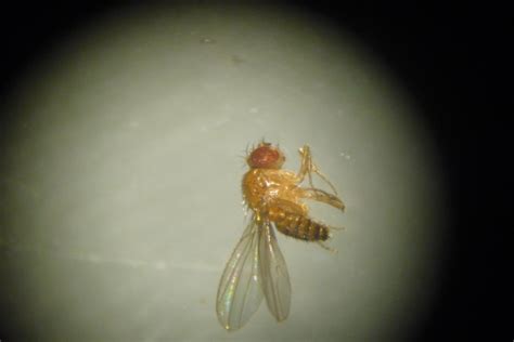 Mosca De La Fruta Drosophila Melanogaster Drosophila Melanogaster 17