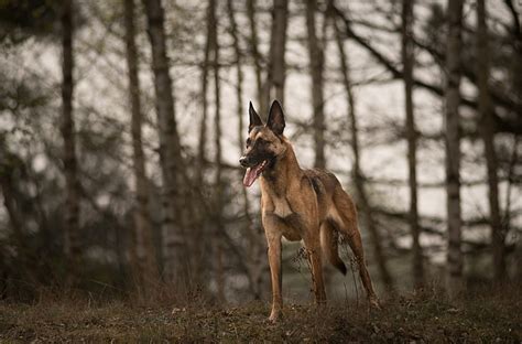 Hd Wallpaper Look Light Dog Bokeh Belgian Malinois Wallpaper Flare