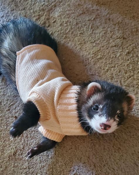 Cutest Ferrets Of All Time Lipstick Alley