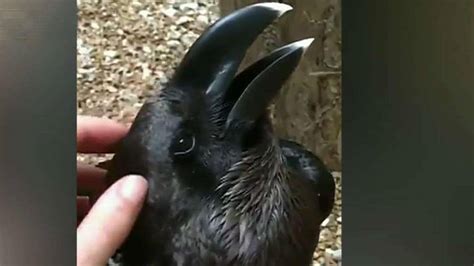 Bunny Or Bird What Do You See In This Viral Optical Illusion Video