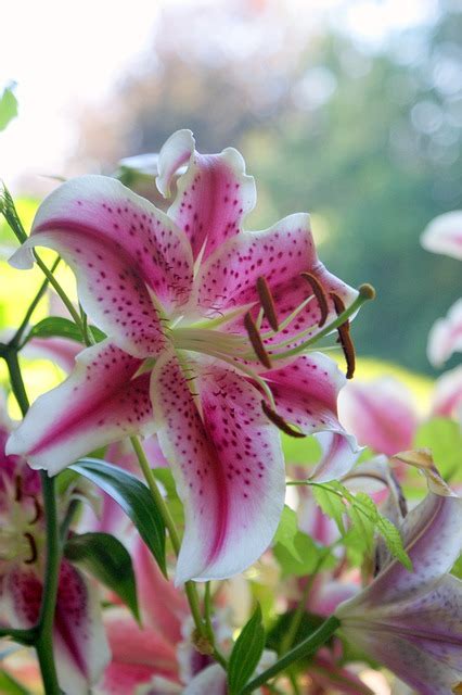 Free Photos Lily Stargazer Lily Stargazer Lily Oriental Carrie Critchley