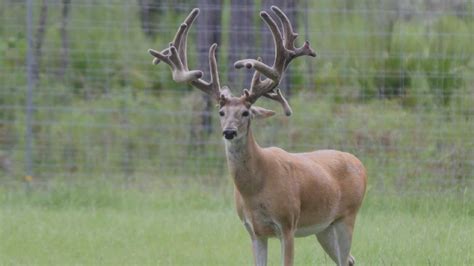 Florida Deer Breeding Roberts Ranch Whitetails